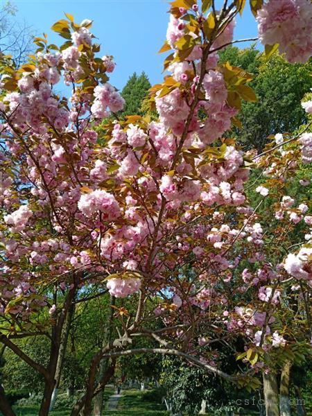 漕泾新一区5楼92平方车库14平方初三175万