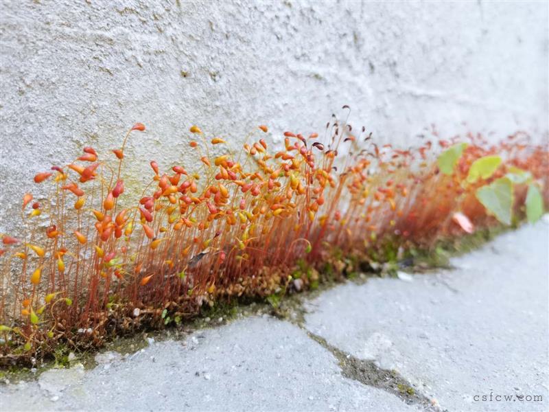 急卖绿树湾花园洋房