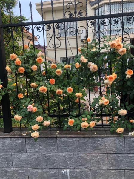 【梦兰苑】独栋别墅254平666万带超大院子双证齐全满两年车可以开到家门口