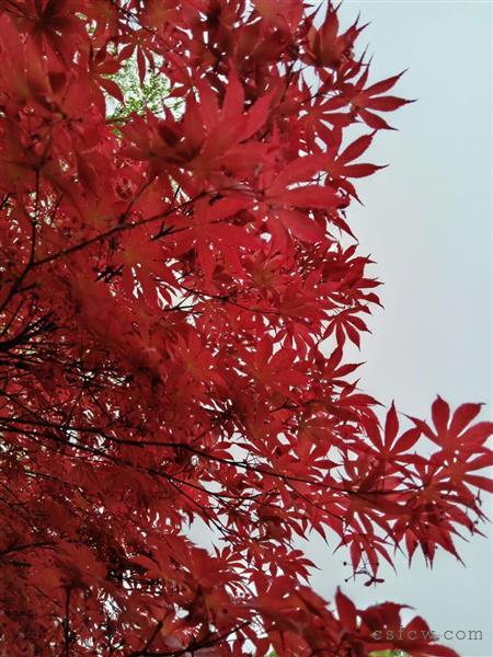 昭文公寓5楼81平方装修设全150万