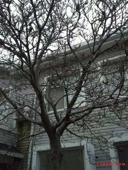 名绅豪园连体别墅出租，实用面积200平，三室三厅三卫，纯别墅区，4200月租