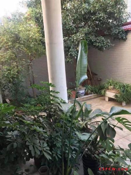 陈家巷独院，245平＋阁楼95平米，三开间朝南，院子大，有实验名额，628万