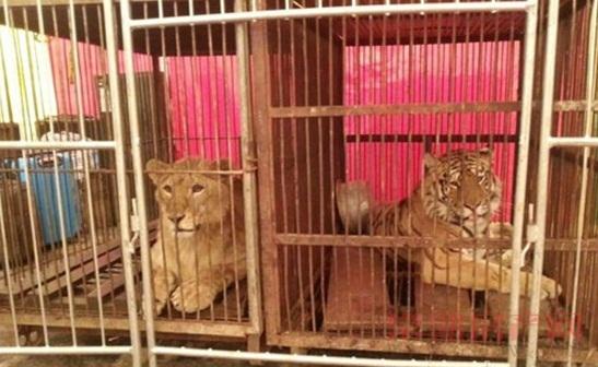 “东南悦城·马戏团”首场演出盛况空前