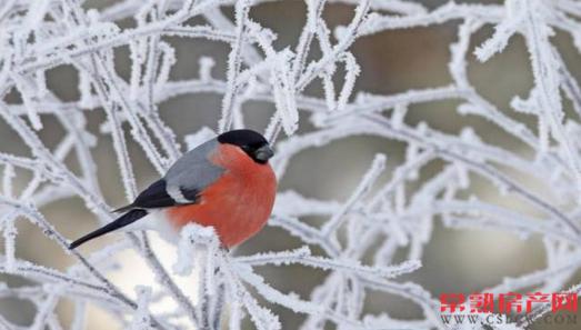 新城虞悦豪庭 这个寒冬足够温暖才有腔调