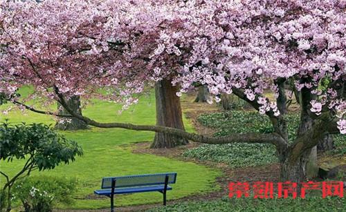 新城虞悦豪庭：错过这次花期 再等三生三世