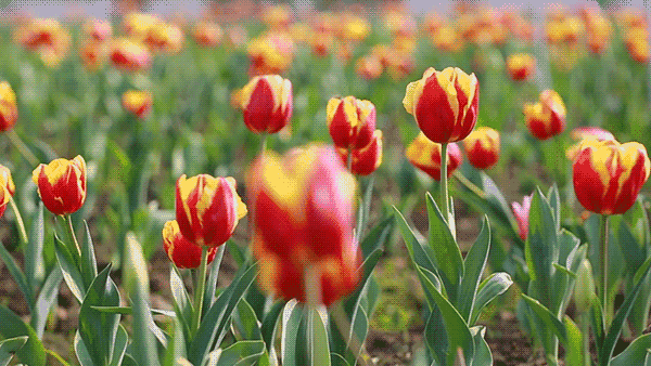 城市回归院落生活,品味自然如画人生