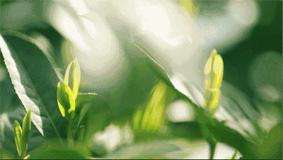 城市回归院落生活,品味自然如画人生