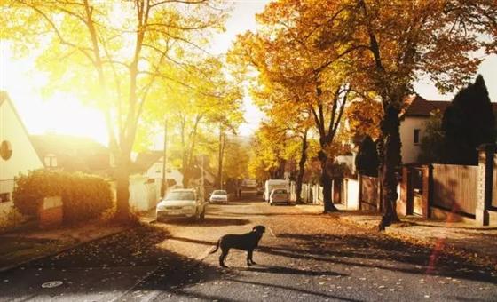 碧虞珑庭项目开盘细则及认筹流程公示