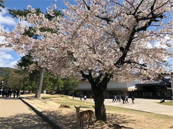 绿城服务提升月|礼遇美好常熟，明月兰庭甜蜜特饮上线