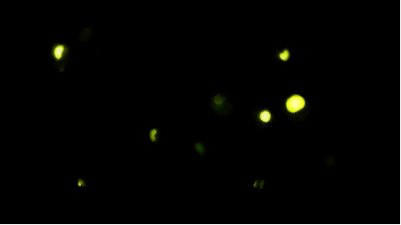 全城期待,美好臻现|明月兰庭实景示范区,即将华丽绽放